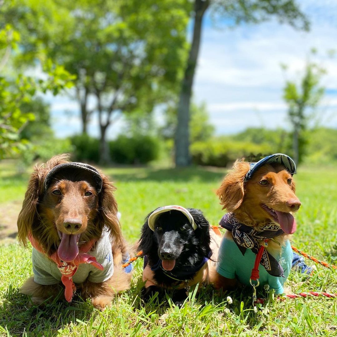 犬が耳をかくのはストレスが原因 ストレスサインや解消法も解説