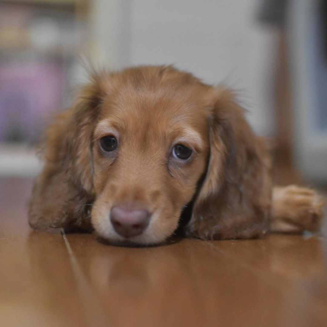 犬や猫がすでに病気でも入れるペット保険はある 加入条件は