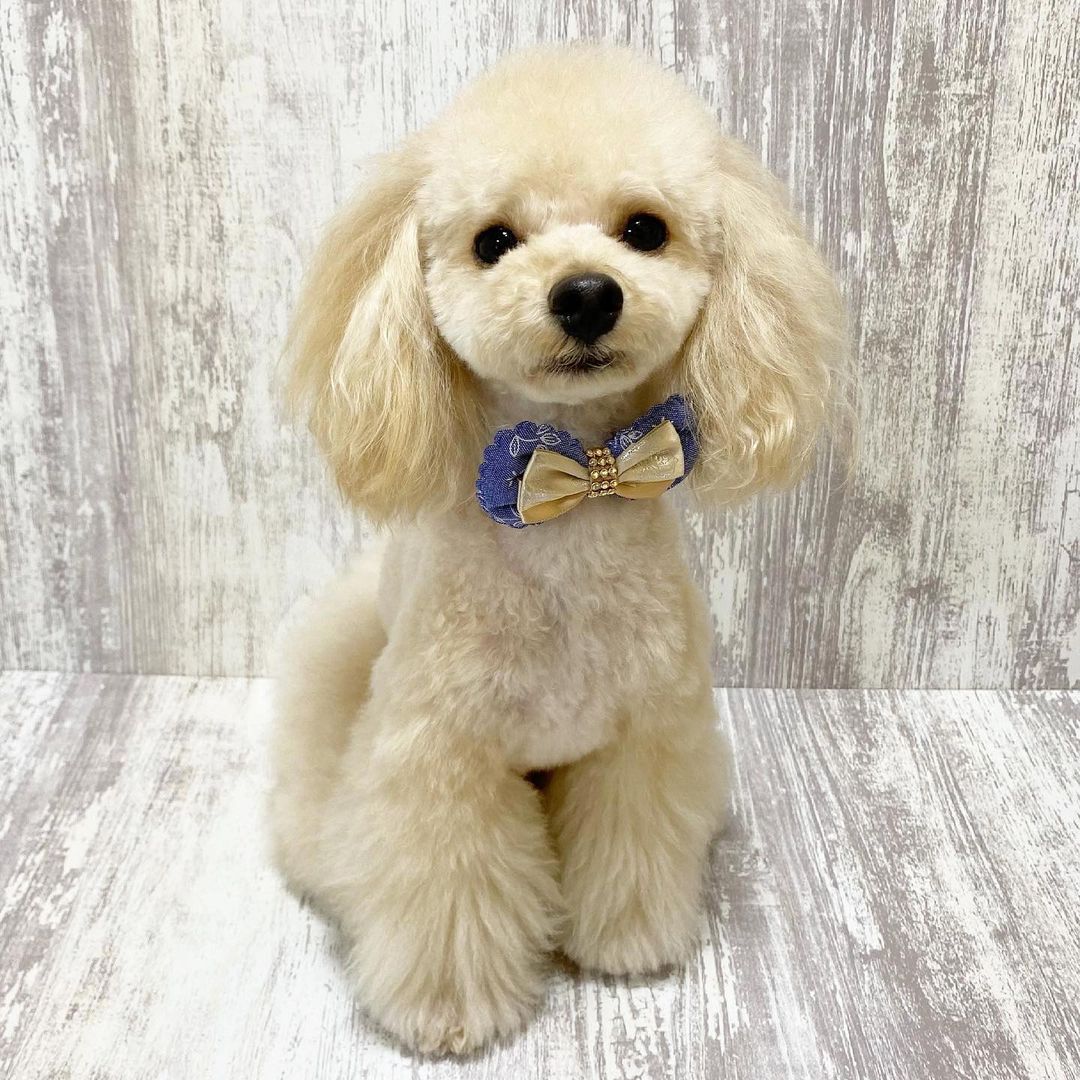 トイプードルに換毛期はある 毛の特徴やカット等の抜け毛対策を解説