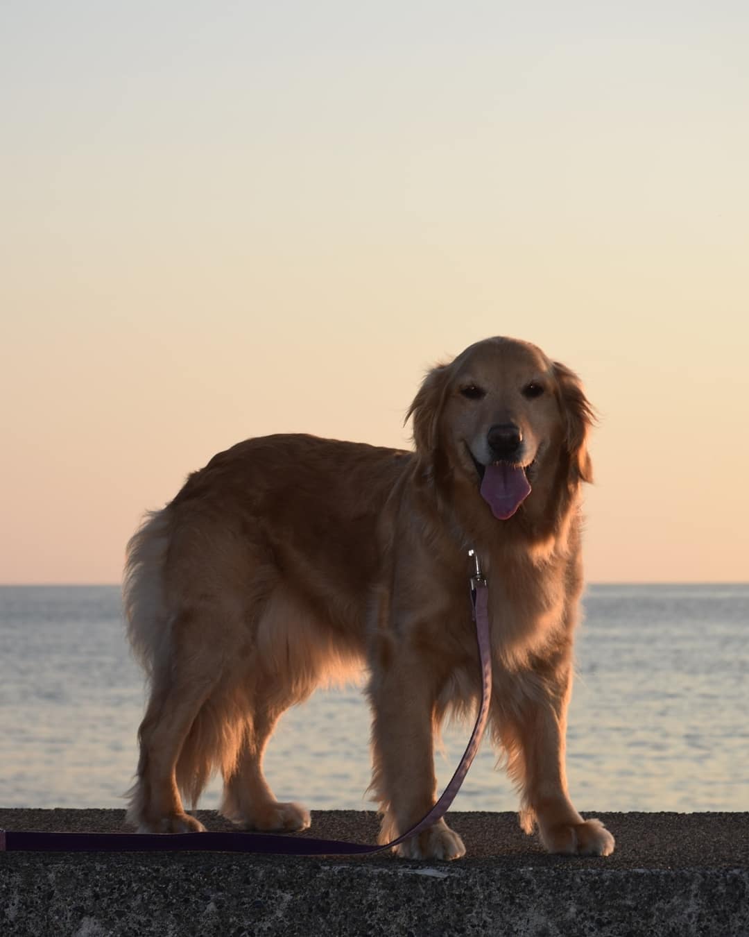 ドッグフードは手作りできる メリットや注意点 簡単レシピを解説