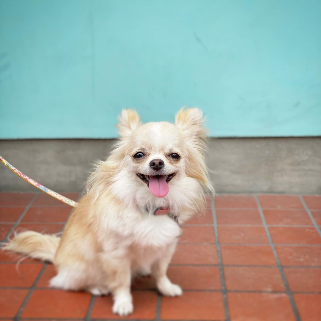 犬にアイスクリームやかき氷をあげても大丈夫 暑い時に食べさせるレシピも紹介