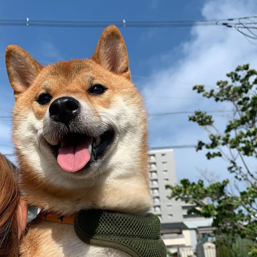 歯科治療はペット保険の対象 犬や猫の歯石取りや抜歯などは