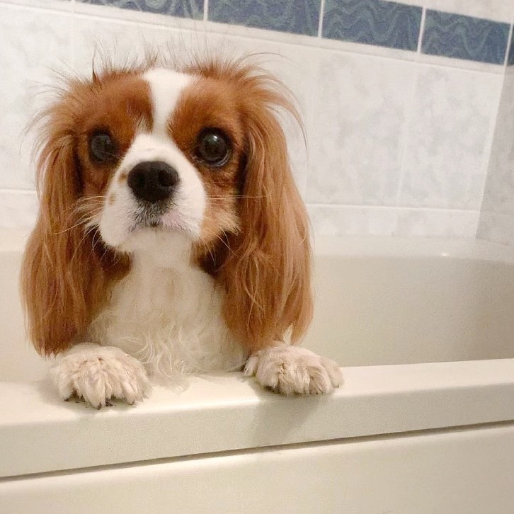 犬の鑑札とは 鑑札が必要な理由や登録方法 愛犬への付け方を解説