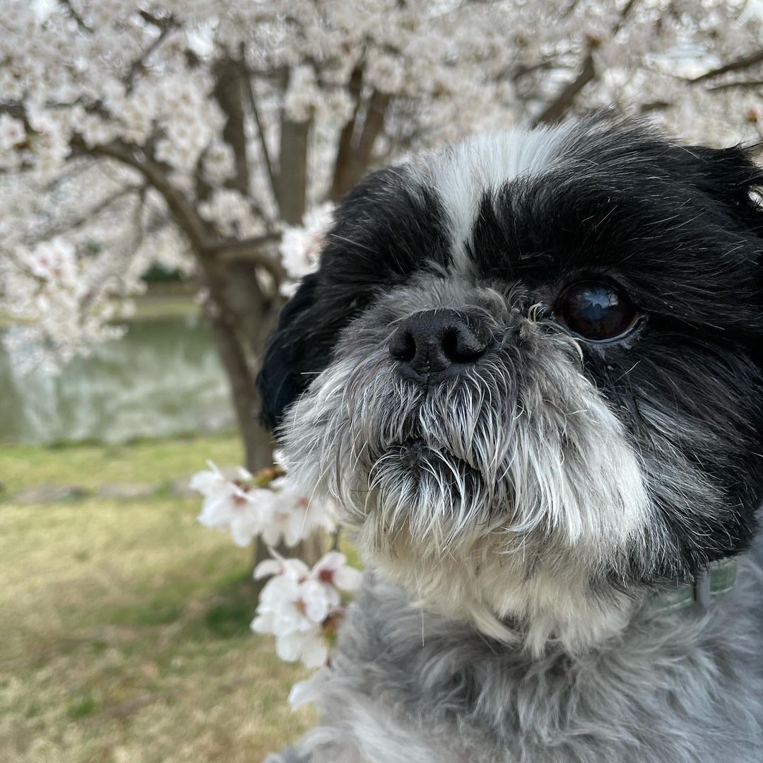 犬の目が充血するのはストレスが原因 ストレス解消法や病気を解説