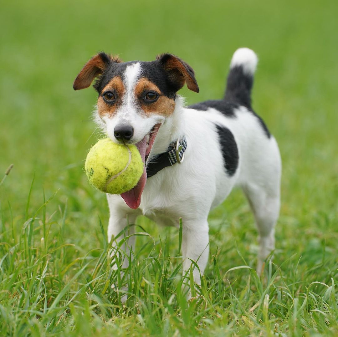 犬のストレスの症状とは ストレスの原因から解消方法まで徹底解説 Moffme