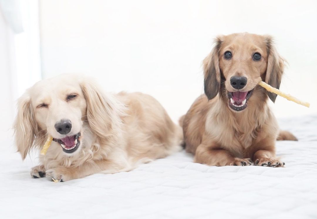 獣医師監修 犬の分離不安症とは 原因や症状 対策 予防法を解説