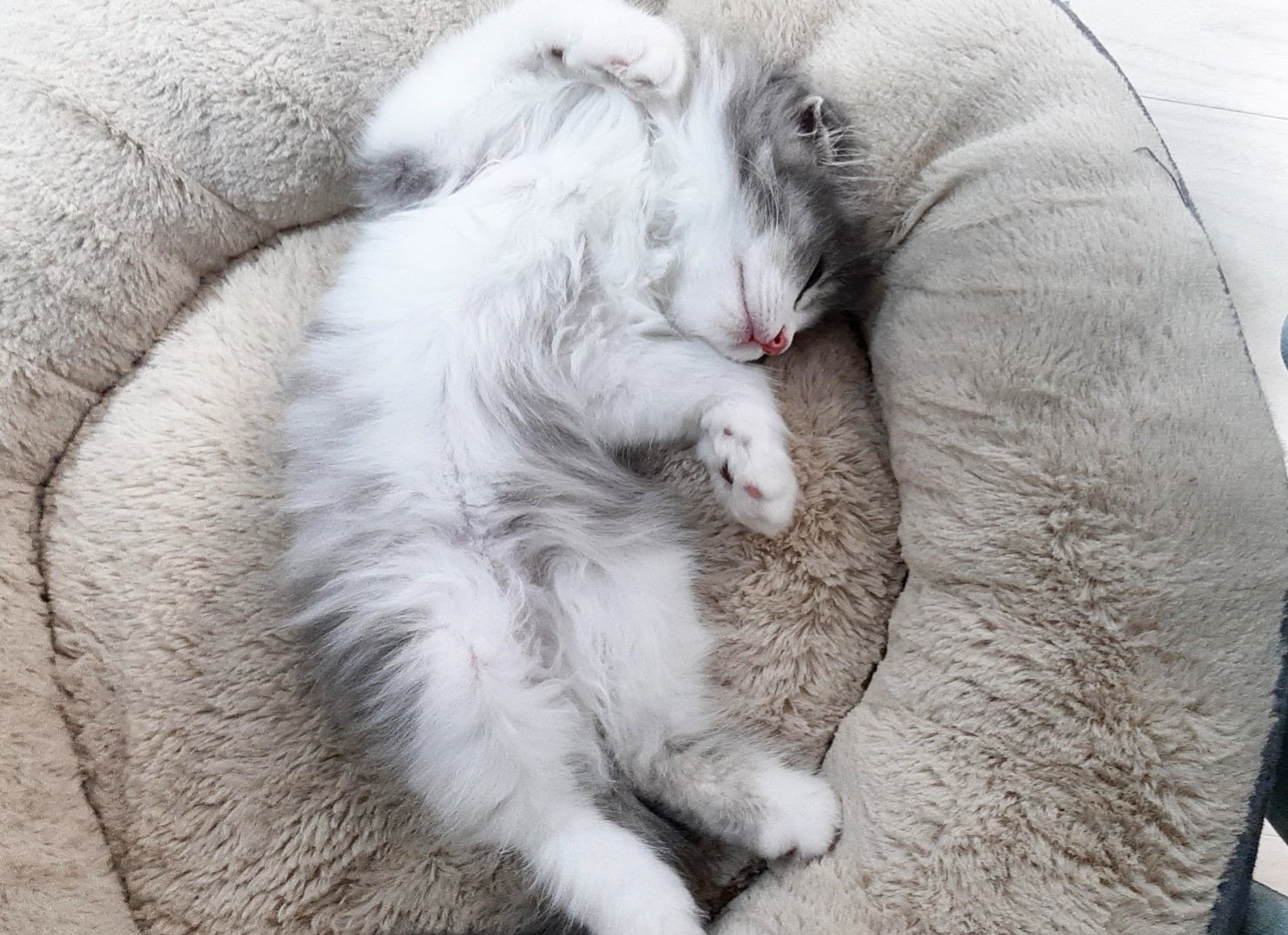 猫に豆乳をあげても大丈夫？栄養や与える際の注意点を解説！