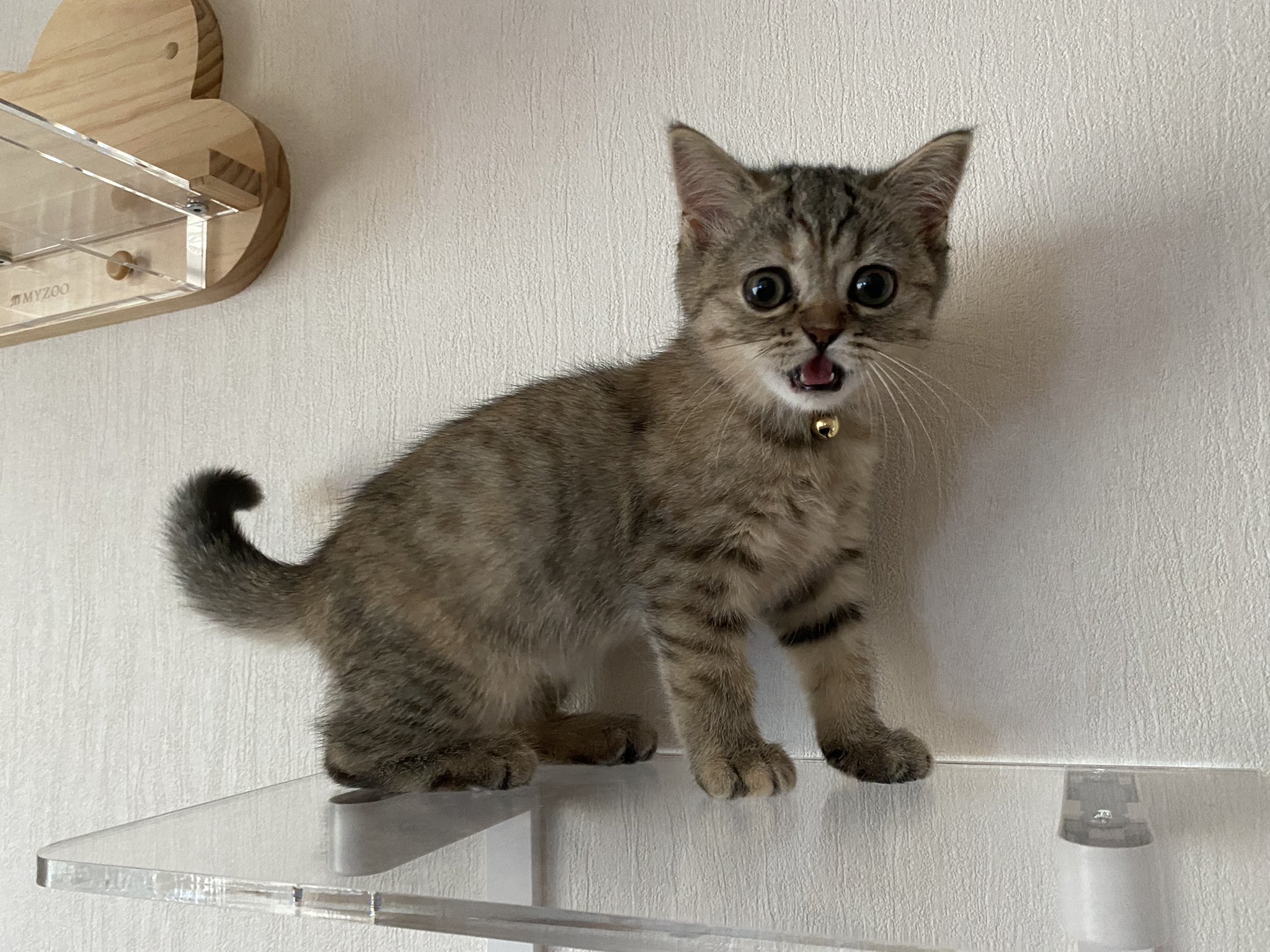 海外のキャットフードのおすすめランキングを紹介！国産との違いは？