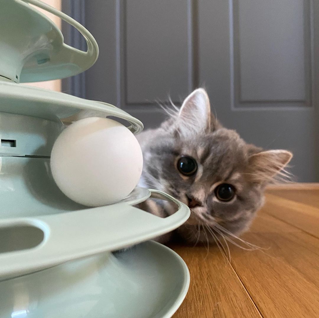 猫はゆで卵を食べられる 栄養素や与える際の注意点について解説