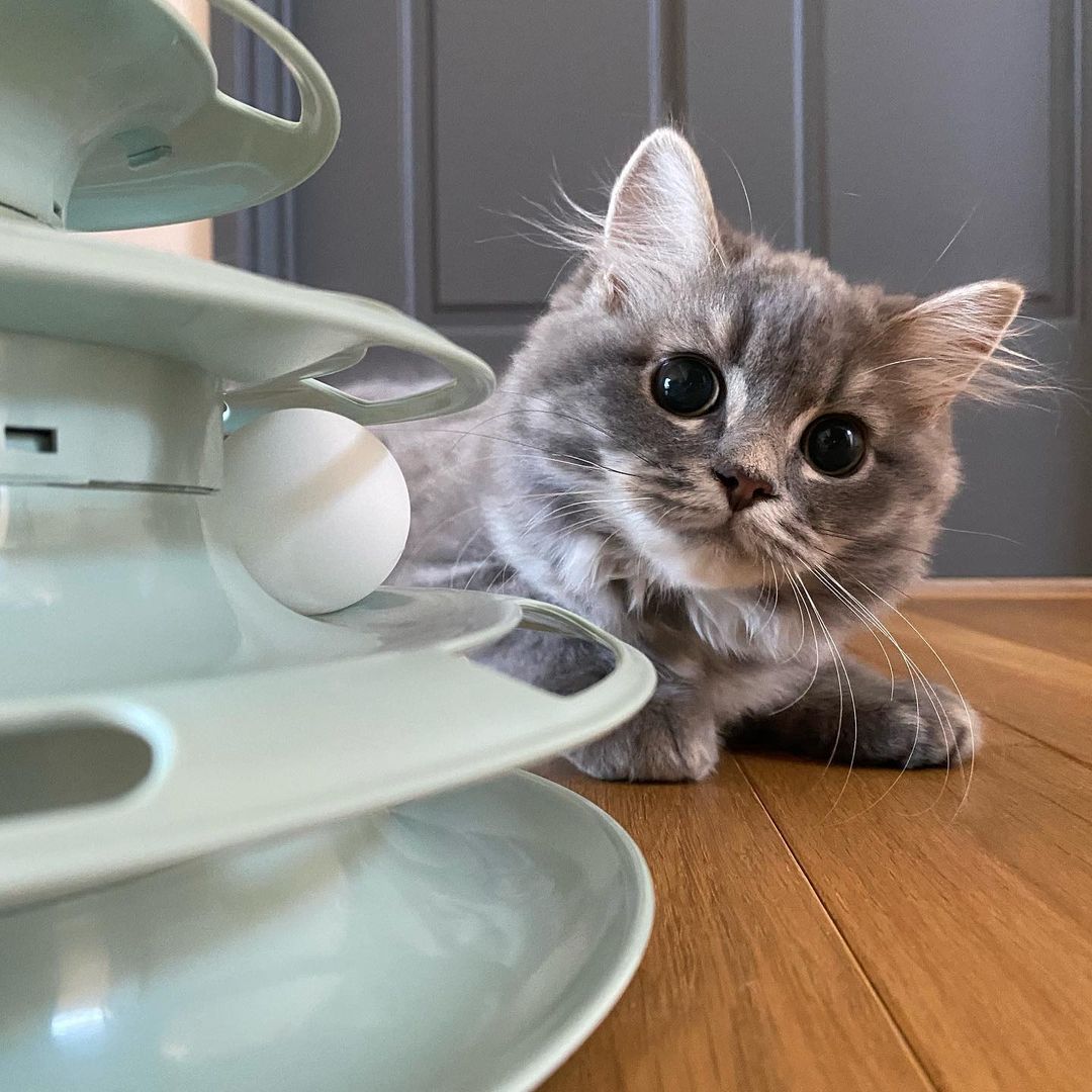 猫はゆで卵を食べられる 栄養素や与える際の注意点について解説
