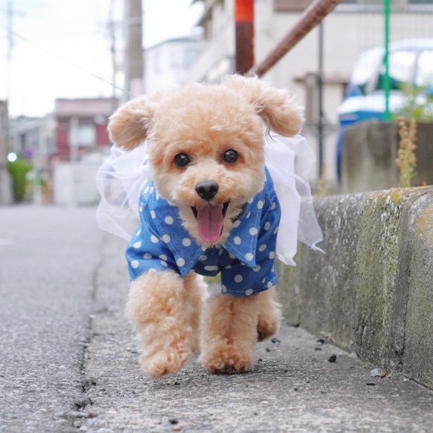 犬がマンゴーを食べても大丈夫 与え方と注意点について解説