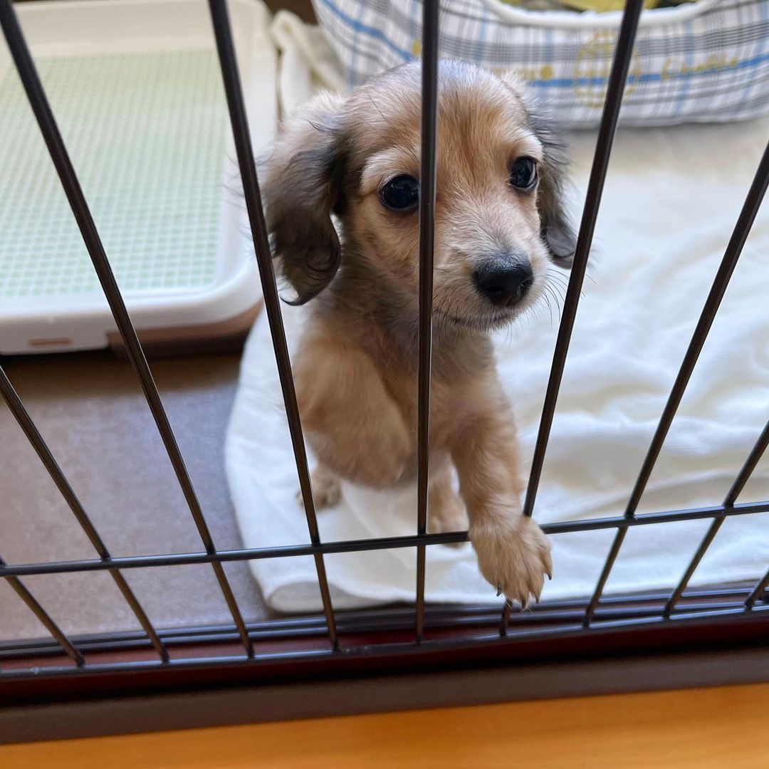 子犬のストレスの原因とは ストレスサインや解消法も詳しく解説