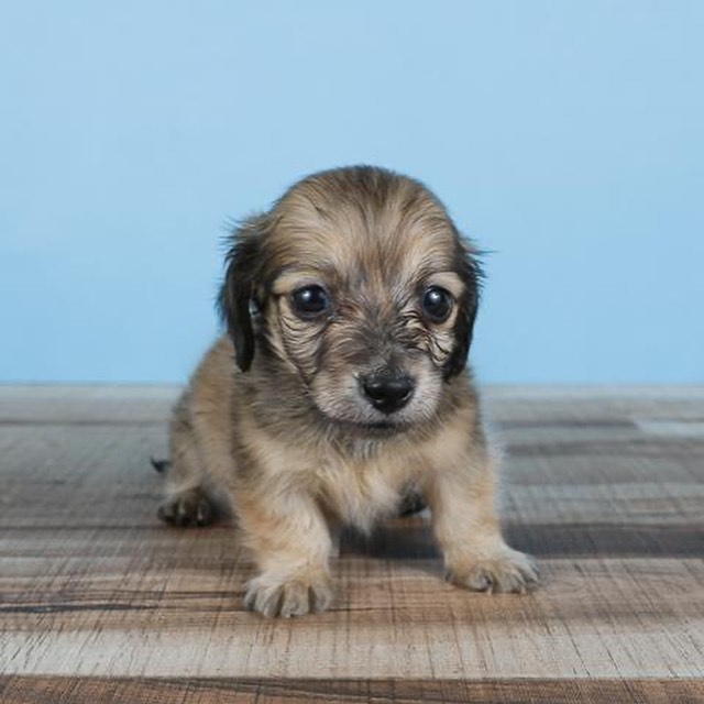 子犬のストレスの原因とは ストレスサインや解消法も詳しく解説 Moffme