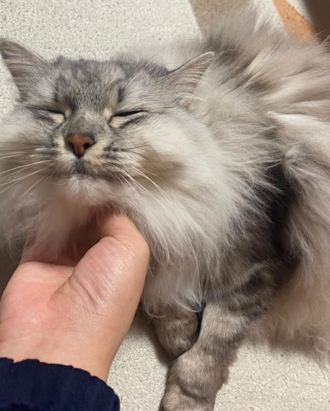 猫が水をよく飲むのはストレスが原因？考えられる病気や対処法を解説