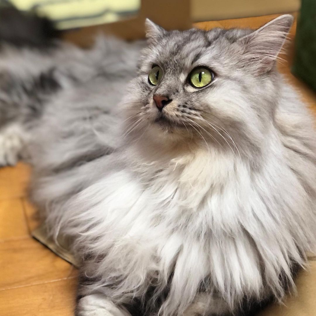 猫が水をよく飲むのはストレスが原因?考えられる病気や対処法を解説