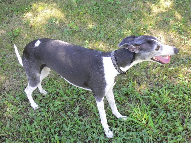 イタリアングレーハウンドの性格や特徴は 飼い方やしつけ方も解説