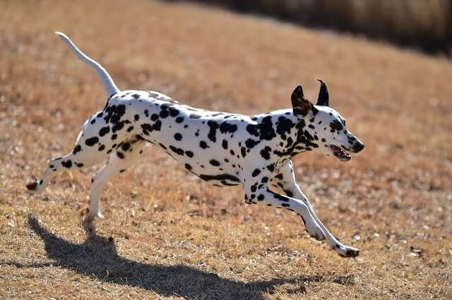 犬は梅干しを食べられる 与えるメリットや栄養素 注意点を徹底解説