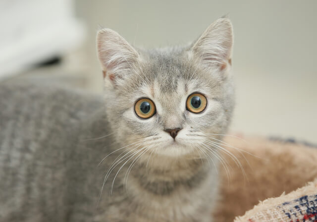 猫にカレーはng ダメな理由と食べてしまった時の対処法を解説