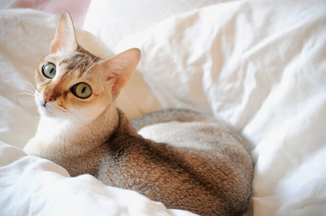 猫に毛布を与えて大丈夫 毛布をふみふみ 噛む理由や対処法を解説 Moffme