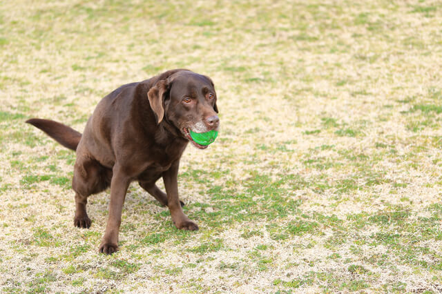 犬はレーズンを食べれる 与えてはダメな理由 食べた際の対処法とは