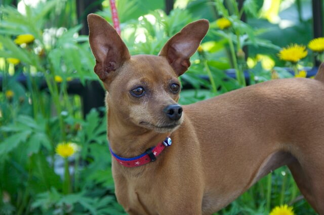 愛犬がうるさいと言われた場合の対処法を紹介 騒音対策など Moffme