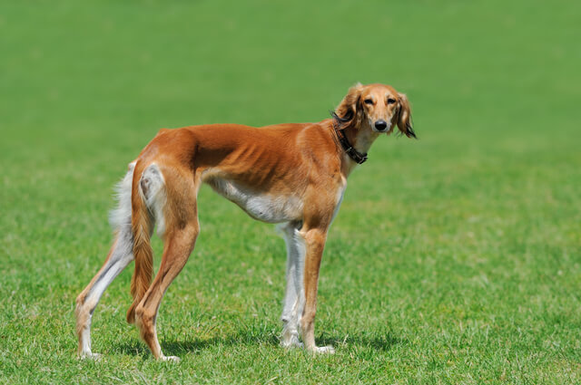 犬が水菜を食べて大丈夫 栄養素や効果 手作りご飯のレシピを解説 Moffme