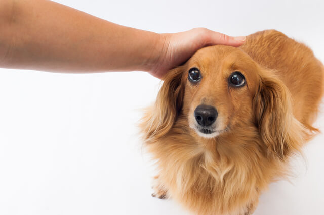 獣医師監修 犬の乳腺炎とは 乳房部分にしこりができる等の症状や治療法を解説