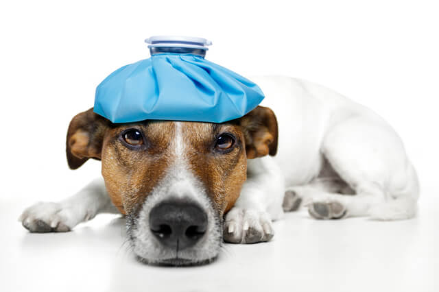 犬に保冷剤を使っても大丈夫 誤飲時の危険性などについて解説