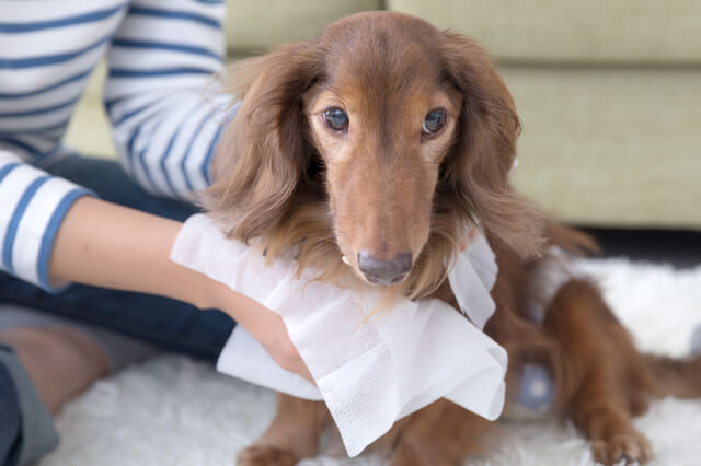獣医師監修 犬の気管虚脱とは 原因や症状 保険補償対象となるのかを徹底解説
