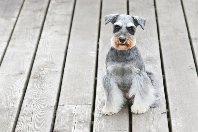 ミニチュアシュナウザーのしっぽを切るのはなぜ 断尾について解説 Moffme