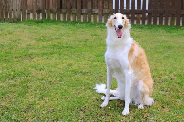 犬にグリーンピースは食べさせて良い 栄養素や注意点を徹底解説