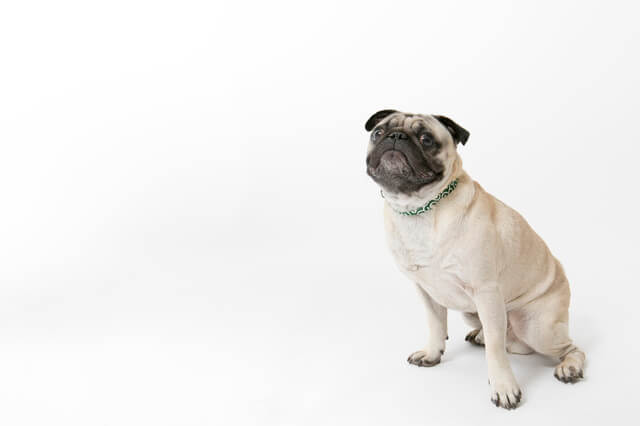 獣医師監修 パグの平均 最長寿命は何年 長生きのコツや病気の予防 保険も解説