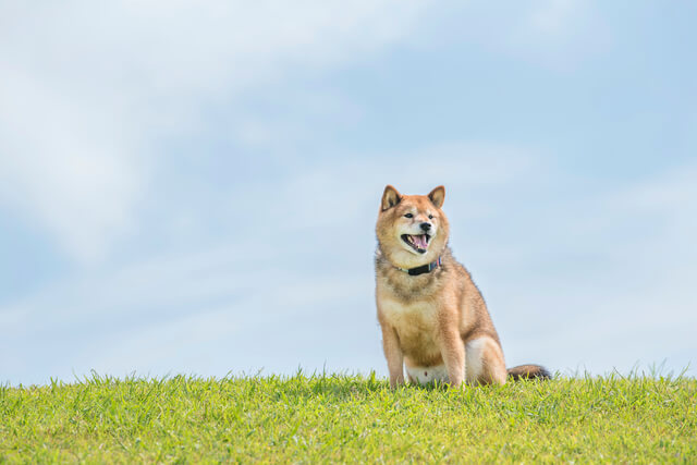 ペットが雷を怖がる時 どうすればいい 予防策や注意点を紹介 Moffme