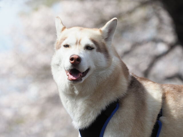 四国犬の性格や特徴は 平均寿命や最高寿命についても紹介 Moffme