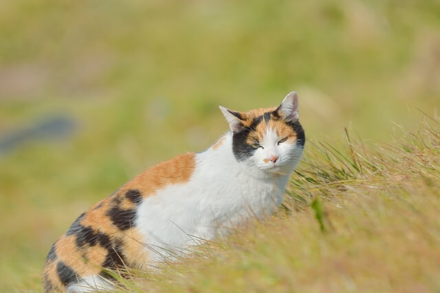 猫のマーキングはいつから 発情期の時期や症状 対処法を徹底解説 Moffme