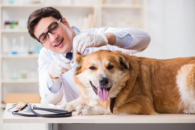 獣医師監修 犬の疥癬 かいせん とは レボリューションなどの治療薬を解説
