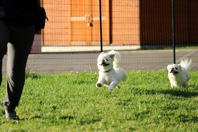 ポメラニアンの性格や特徴は？活発で甘えん坊？飼いやすさ等を解説！