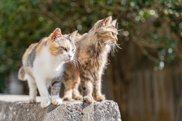 猫が手をなめるのはストレスが理由 ストレスの原因 解消法も解説