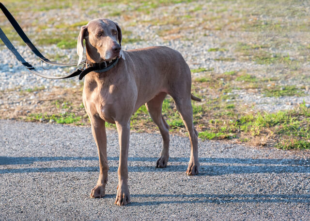 ワイマラナーの性格や特徴は 飼い方やしつけ方 病気について解説 Moffme