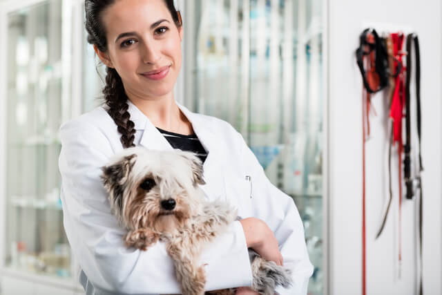 獣医師監修 犬の脂漏症とは 原因から症状 治療法まで解説