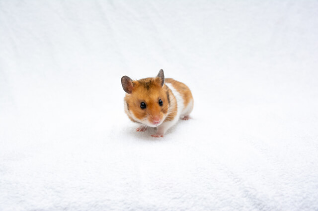 手軽に飼えるペット ハムスターの性格や特徴は 飼育のコツも紹介