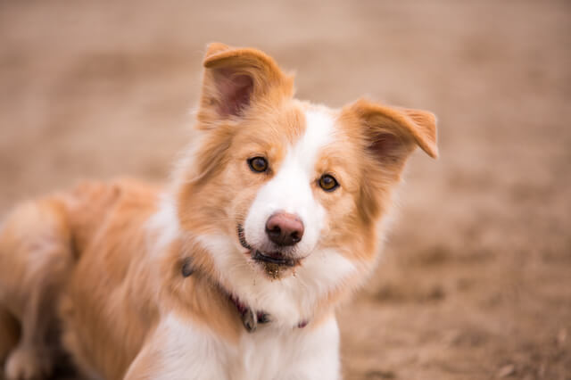 獣医師監修 犬のアジソン病とは フードを食べないなどの症状や 治療費を解説