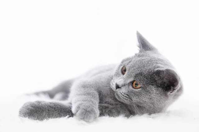 獣医師監修 猫の認知症とは 原因から症状 治療法 予防法を解説 Moffme