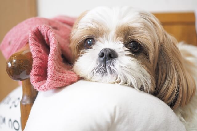 獣医師監修 犬もうつ病になるの 原因や症状 改善方法や治療手段など詳しく紹介 Moffme