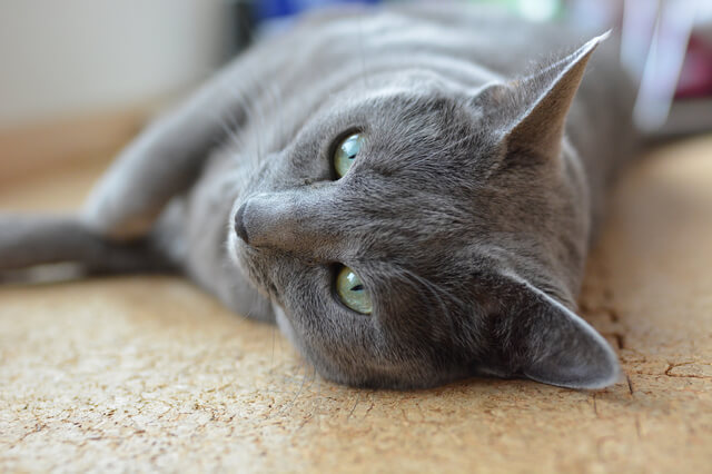 猫が片目つぶるのはストレスが原因 ストレスの原因や解消法も解説 Moffme