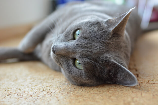 ブリティッシュショートヘアの性格や特徴は 飼い方や寿命も解説