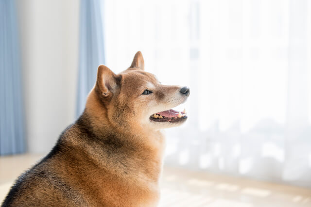 秋田犬の性格や特徴は 飼い方のコツ 病気についても解説