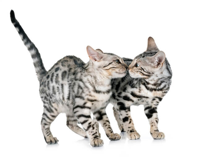 獣医師監修 ベンガル猫の平均 最高寿命は 病気や長生きのコツ 毛色等も解説