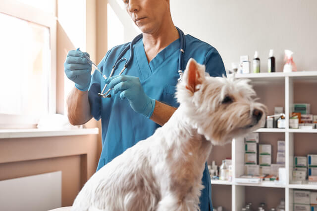 獣医師監修 犬の白内障とは 原因や症状 治療 手術費用 予防法を徹底解説