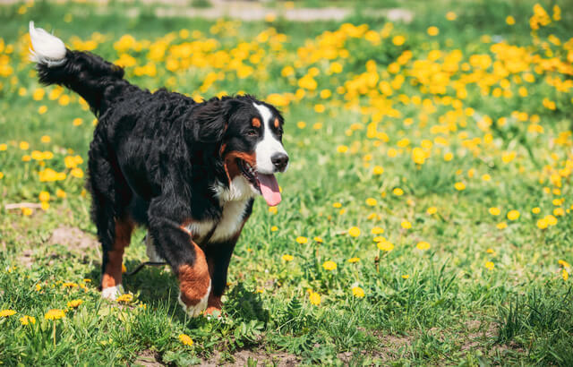 犬の発情期について詳しく解説 犬の勃起や赤チンの対処法を解説 Moffme